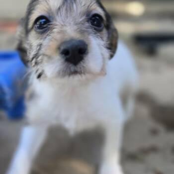 Rika -  Yorkshire Terrier and Rat Terrier Dog for Adoption in Athens, Alabama - Rika | PetCurious