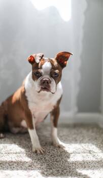 Boston Terrier Dogs Available for Adoption in Waukesha, Wisconsin - Bruno (female) | PetCurious