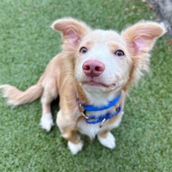 Nutter Butter -  Golden Retriever Dog for Adoption in Brentwood, Missouri - Nutter Butter | PetCurious