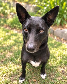 Paco -  German Shepherd Dog and Rat Terrier Dog for Adoption in Rollingwood, Texas - Paco | PetCurious