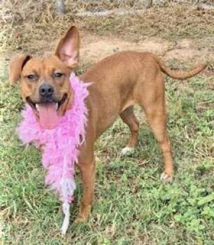 Rescue Mountain Cur Dogs for Adoption in Manchester, Connecticut - Taylor | PetCurious