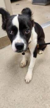 Mini Milo (M&M) -  Terrier Dog for Adoption in Holbrook, New York - Mini Milo (M&M) | PetCurious