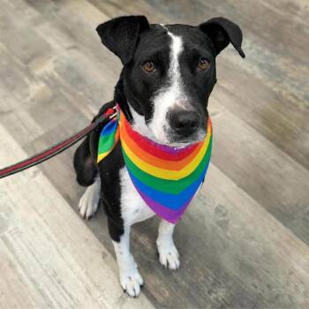 Dixi -  Mixed Breed and Labrador Retriever Dog for Adoption in Mississauga, Ontario - Dixi | PetCurious