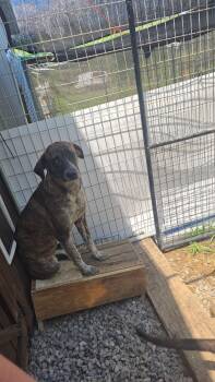 Rescue Plott Hound Dogs for Adoption in Sweetwater, Tennessee - Pancake | PetCurious