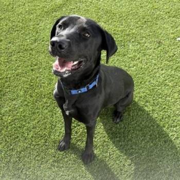Black Labrador Retriever Dogs Available for Adoption in Geneseo, Illinois - Belladonna | PetCurious