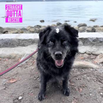 Sky -  Australian Shepherd Dog for Adoption in Vancouver, British Columbia - Sky | PetCurious