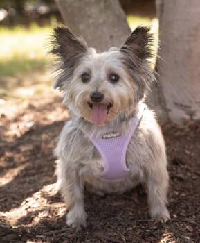LANA -  Yorkshire Terrier Dog for Adoption in Southaven, Mississippi - LANA | PetCurious