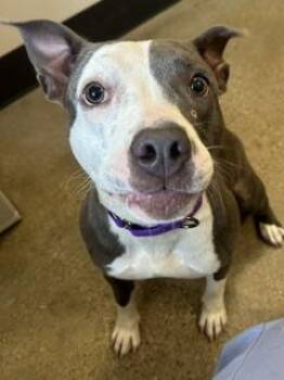 Diamond -  Pit Bull Terrier Dog for Adoption in Cleveland, Ohio - Diamond | PetCurious