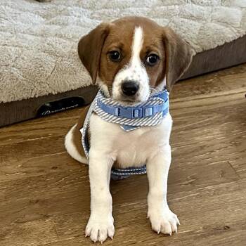 Baby Watson -  Beagle and Mixed Breed Dog for Adoption in Richmond, Virginia - Baby Watson | PetCurious