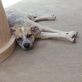 Flip-Flop -  Australian Cattle Dog Blue Heeler and Mixed Breed Dog for Adoption in Dover, Arkansas - Flip-Flop | PetCurious