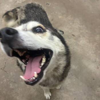 Togo -  Husky Dog for Adoption in Corbin, Kentucky - Togo | PetCurious