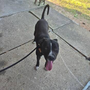 Mixed Breed Dogs Available for Adoption - 3/27/2026-Stray-McCarthaDrive-"Lucky" | PetCurious