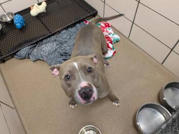MARY -  Pit Bull Terrier Dog for Adoption in Fort Wayne, Indiana - MARY | PetCurious