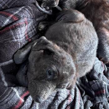 Mixed Breed Dogs Available for Adoption in Lake Jackson, Texas - Ottis | PetCurious