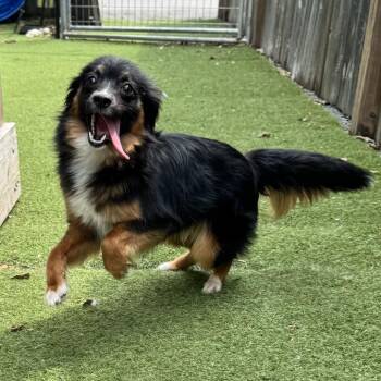 Teen Titans Go -  Chihuahua and Dachshund Dog for Adoption in St. Louis, Missouri - Teen Titans Go | PetCurious
