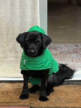 NORMAN -  Miniature Poodle and Terrier Dog Available for Adoption in Atascadero, California - NORMAN | PetCurious