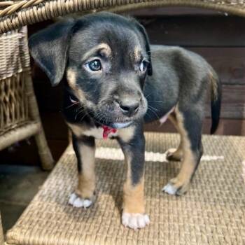 Bon Bon -  Mixed Breed Dog for Adoption in Portland, Oregon - Bon Bon | PetCurious