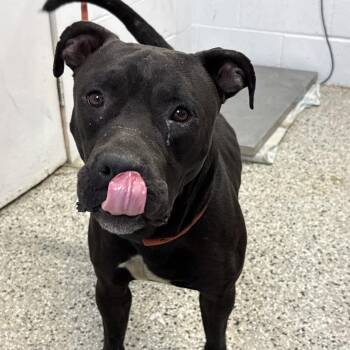 Christmas in July -  American Bulldog and Mixed Breed Dog for Adoption in Hattiesburg, Mississippi - Christmas In July | PetCurious
