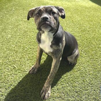 R169025 ELOISE 0573 -  Boxer and Mixed Breed Dog for Adoption in Port Washington, New York - R169025 ELOISE 0573 | PetCurious