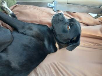 Rescue Pug Dogs for Adoption in Carey, Ohio - Lily- Foster Or Foster To Adopt Needed | PetCurious