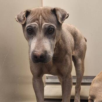 Shar Pei and Shepherd Dogs Available for Adoption in Flagstaff, Arizona - Marmoset | PetCurious