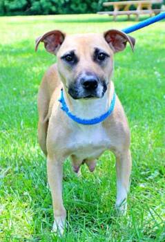 Samantha -  Beagle and Mixed Breed Dog for Adoption in Morton Grove, Illinois - Samantha | PetCurious