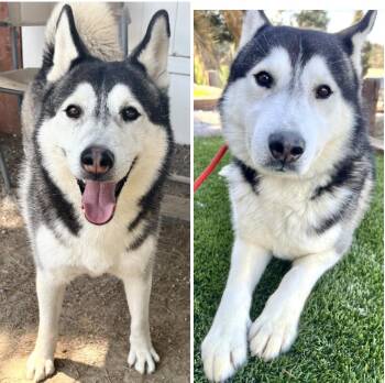Rescue Siberian Husky and Husky Dogs for Adoption in Manhattan Beach, California - Ranger | PetCurious