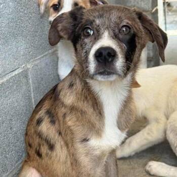 Elena -  Labrador Retriever and Mixed Breed Dog for Adoption in North Charleston, South Carolina - Elena | PetCurious