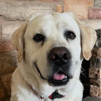 Labrador Retriever Dogs Available for Adoption in Concord, California - Otis | PetCurious