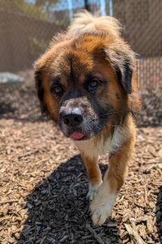 Martin -  Mixed Breed Dog for Adoption in Cincinnati, Ohio - Martin | PetCurious