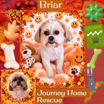 Briar -  Lhasa Apso Dog for Adoption in East Wenatchee, Washington - Briar | PetCurious