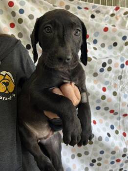 Terrier Dogs Available for Adoption in Candler, North Carolina - Provolone | PetCurious