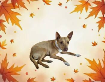 Daphne -  Chihuahua Dog for Adoption in Tacoma, Washington - Daphne | PetCurious