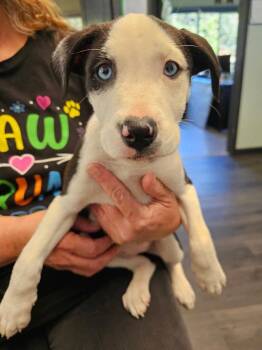 Winnie -  Pit Bull Terrier Dog for Adoption in Battle Ground, Washington - Winnie | PetCurious
