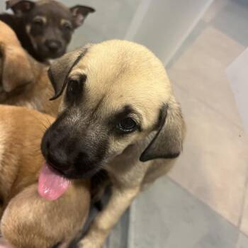 Tart -  Mixed Breed Dog for Adoption in Chattanooga, Tennessee - Tart | PetCurious