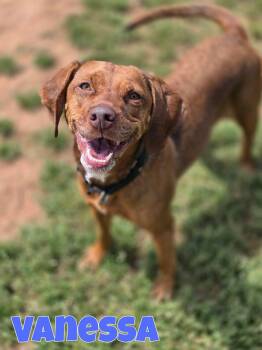 Vizsla Dogs Available for Adoption in Wappingers Falls, New York - Vanessa | PetCurious