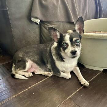 Mickey Jr. -  Chihuahua Dog for Adoption in Apple Valley, California - Mickey Jr. | PetCurious