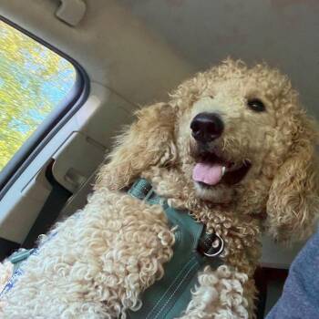Waffles -  Standard Poodle Dog for Adoption in Greensboro, Georgia - Waffles | PetCurious