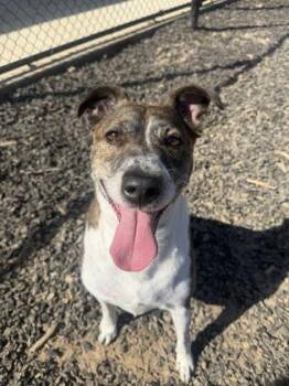 Summer Squash -  Mixed Breed Dog for Adoption in Atlanta, Georgia - Summer Squash | PetCurious