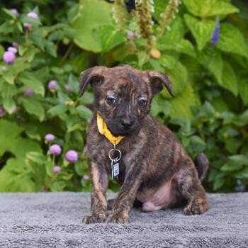 Bold -  Terrier Dog for Adoption in Wake Forest, North Carolina - Bold | PetCurious
