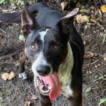 Jasper -  Mixed Breed Dog Available for Adoption in Standish, Michigan - Jasper | PetCurious
