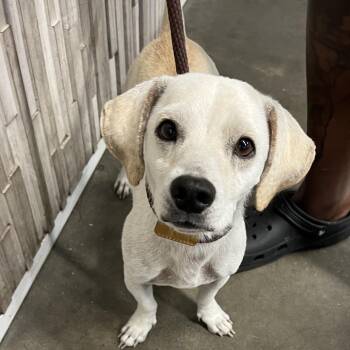 Ferb -  Dachshund and Mixed Breed Dog for Adoption in Tampa, Florida - Ferb | PetCurious