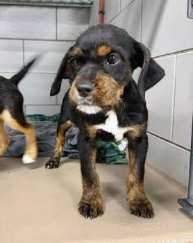 Mixed Breed Dogs Available for Adoption in Nashville, Tennessee - Papyrus | PetCurious
