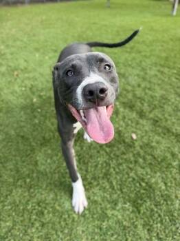 Quebec - 3 -  Labrador Retriever and Mixed Breed Dog for Adoption in Daytona Beach, Florida - Quebec - 3 | PetCurious