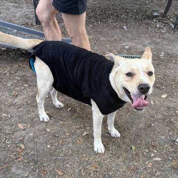 Ronnie -  Mixed Breed Dog for Adoption in Houston, Texas - Ronnie | PetCurious