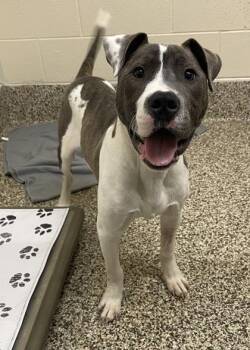 Pit Bull Terrier and Mixed Breed Dogs Available for Adoption in Westland, Michigan - Buddy | PetCurious