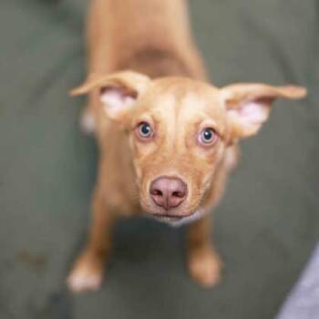 Georgie -  Mixed Breed Dog for Adoption in Atlanta, Georgia - Georgie | PetCurious