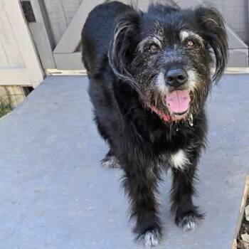 Rescue Wirehaired Terrier and Retriever Dogs for Adoption in Springfield, Missouri - Stella Rae | PetCurious