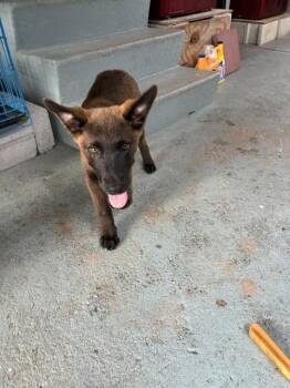 Belgian Shepherd Malinois and Mixed Breed Dogs Available for Adoption in Doral, Florida - JACE | PetCurious