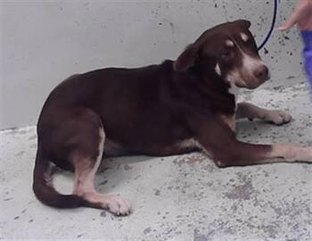 LEO -  Siberian Husky and Staffordshire Bull Terrier Dog for Adoption in Houston, Texas - LEO | PetCurious